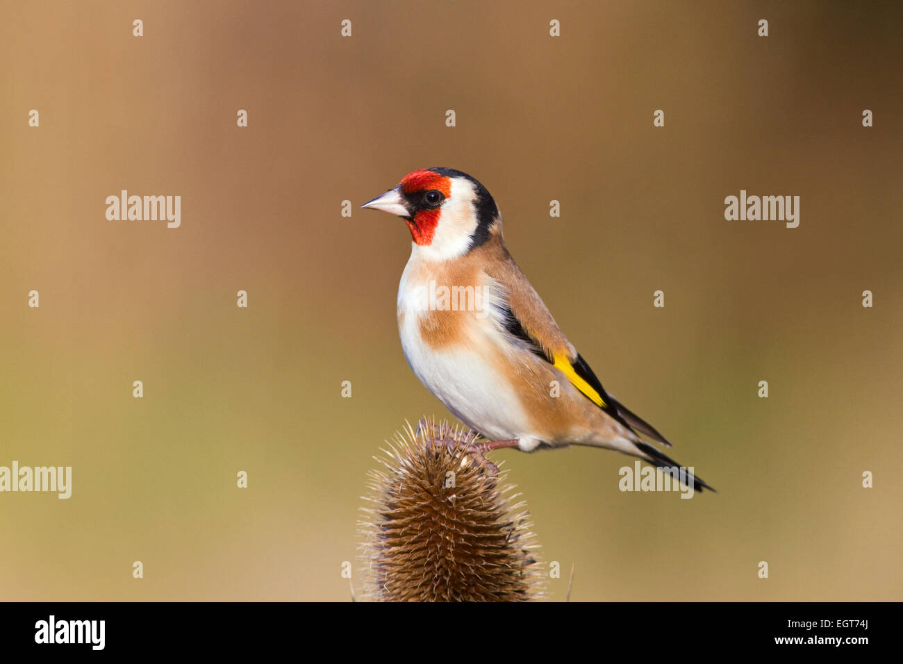 Stieglitz auf Karde Pflanze Stockfoto