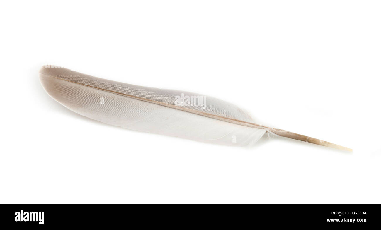 Wunderschöne graue Feder isoliert auf weißem Hintergrund Stockfoto