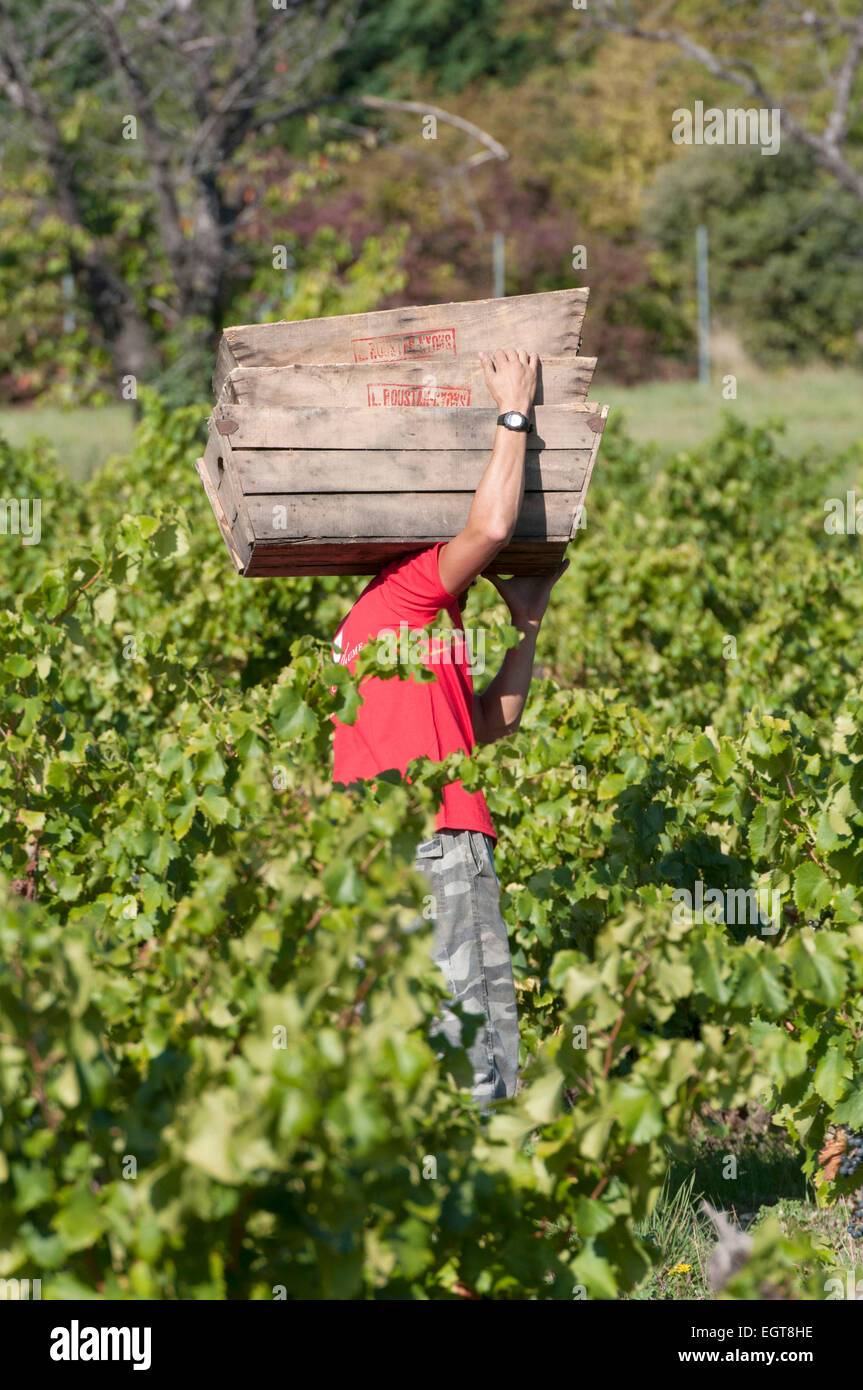 Vinsobres (Süd-Ost-Frankreich) auf 2014/09/27: traditionelle Weinlese auf dem Weingut Domaine Jaume organisiert Stockfoto