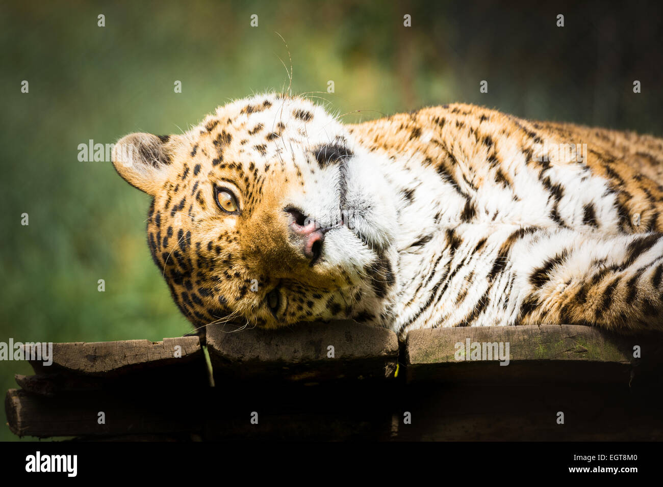 Jaguar liegen auf einem hölzernen Brettern starrte in Richtung Kamera Stockfoto