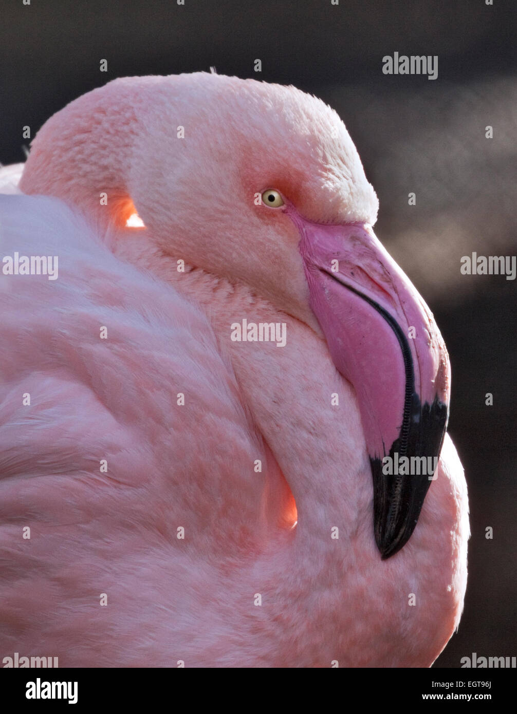 Rosaflamingo (Phoenicopterus Roseus) Stockfoto