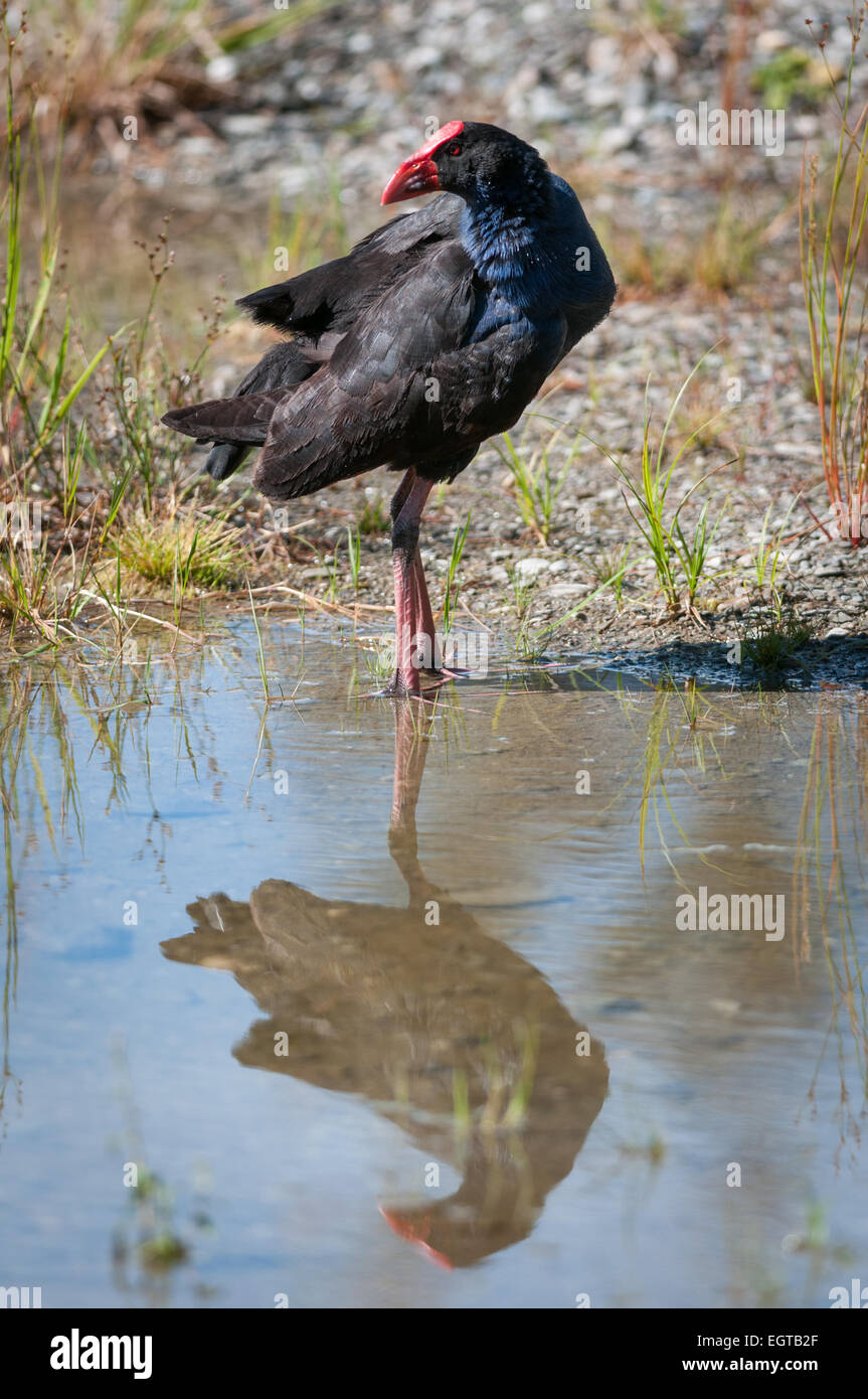Pukeko (Porphyrio Melanotus), Lake Matheson, Südalpen, West Coast, Südinsel, Neuseeland. Stockfoto