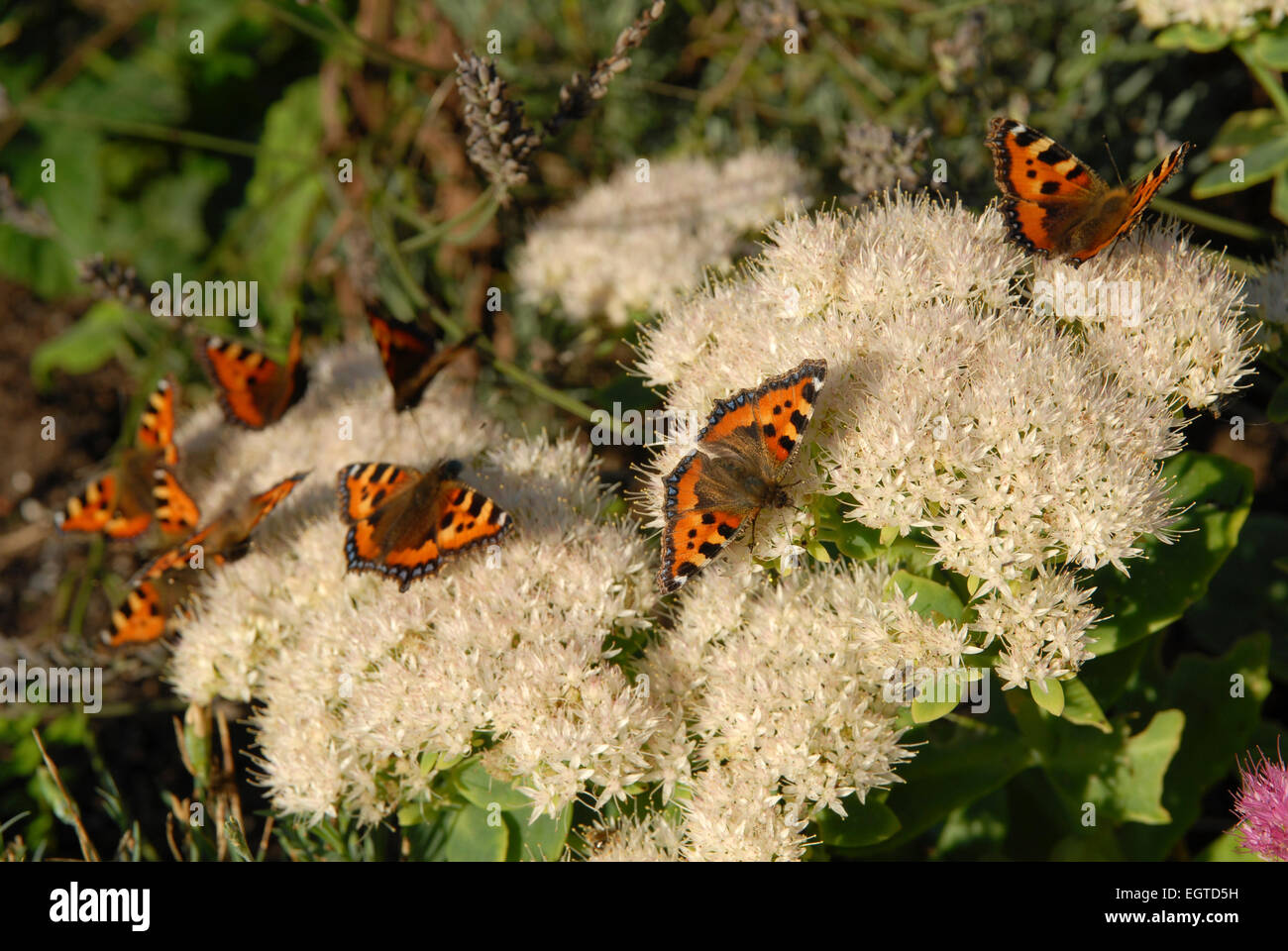Masse der kleinen Schildpatt Schmetterlinge, Aglais Urticae, Fütterung auf Sedum Spectabile oder Eis-Anlage. Stockfoto