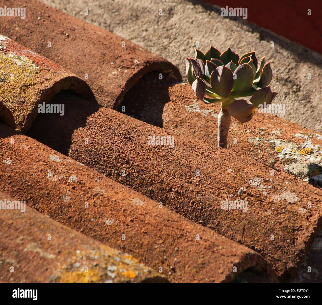 Aeonium Arboreum - Baum Aeonium auf Terrakotta Dach Fliesen Masca-Teneriffa Stockfoto