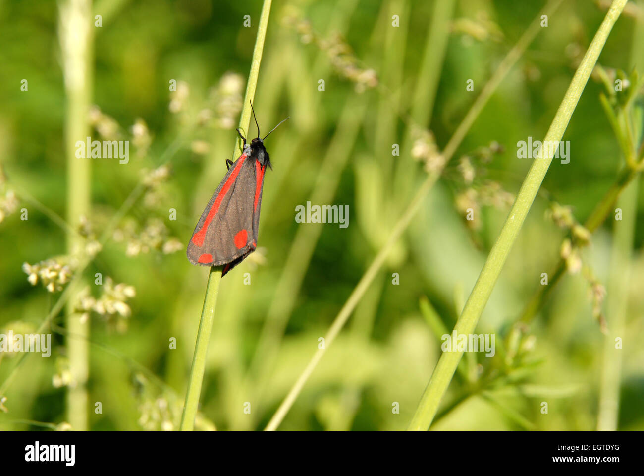 Zinnober Moth in einem Garten im Vereinigten Königreich im Juni Stockfoto