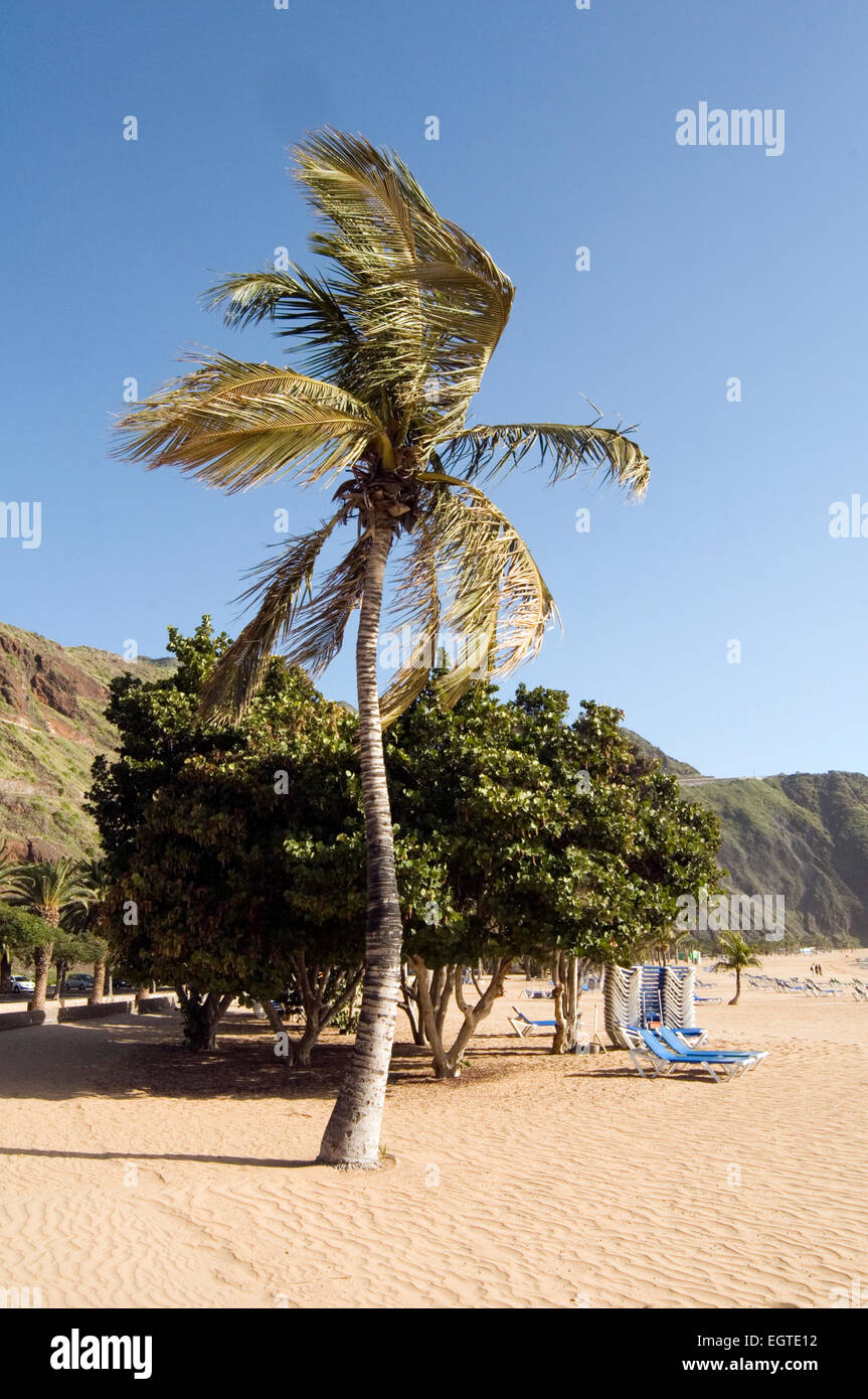 Wind fegte Palme Bäume am Strand Strände windig Teneriffa Kanarische Inseln Kanaren Playa teresitas Stockfoto