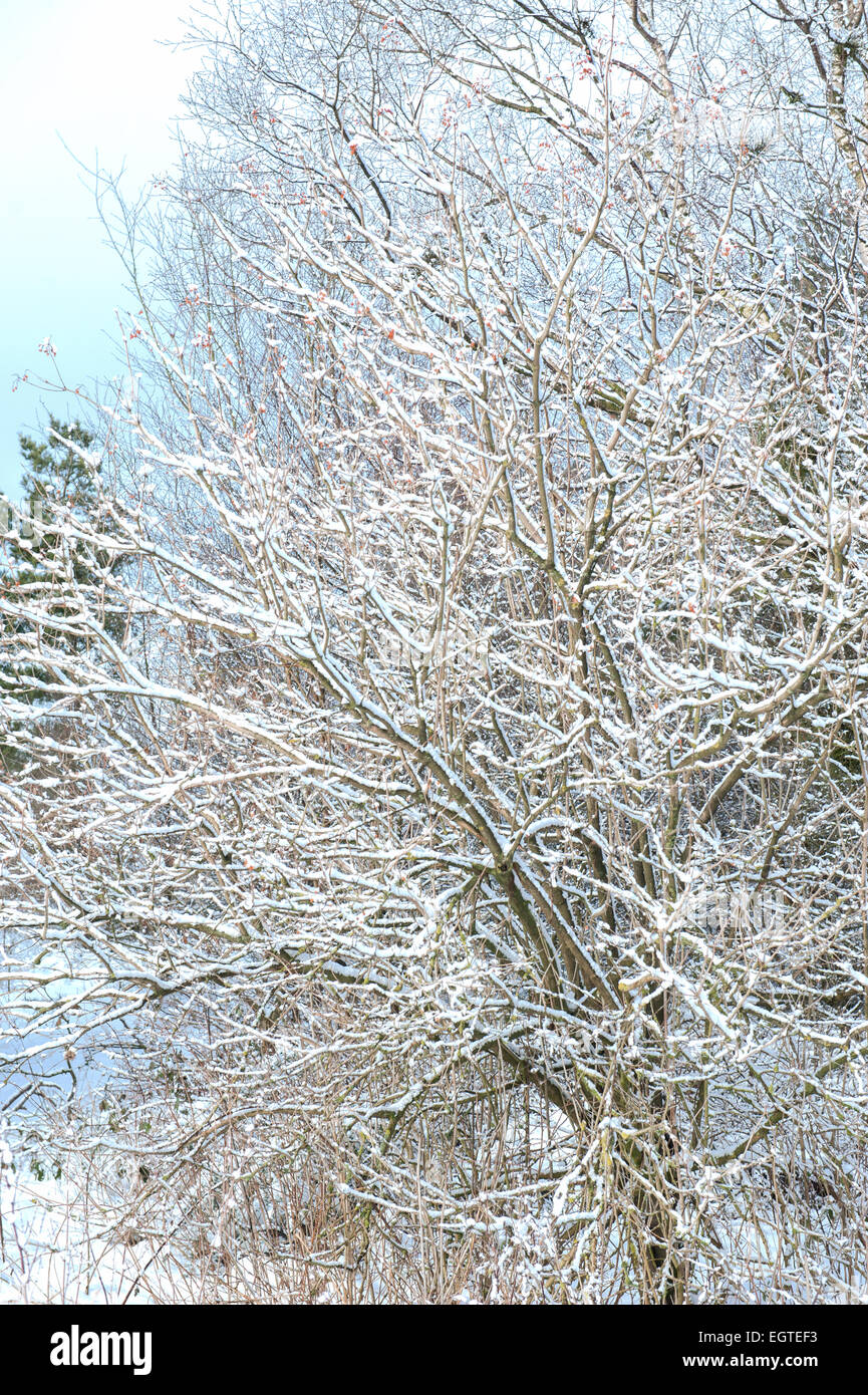 Winter-outdoor-Szene mit Schnee bedeckt Bäume Stockfoto