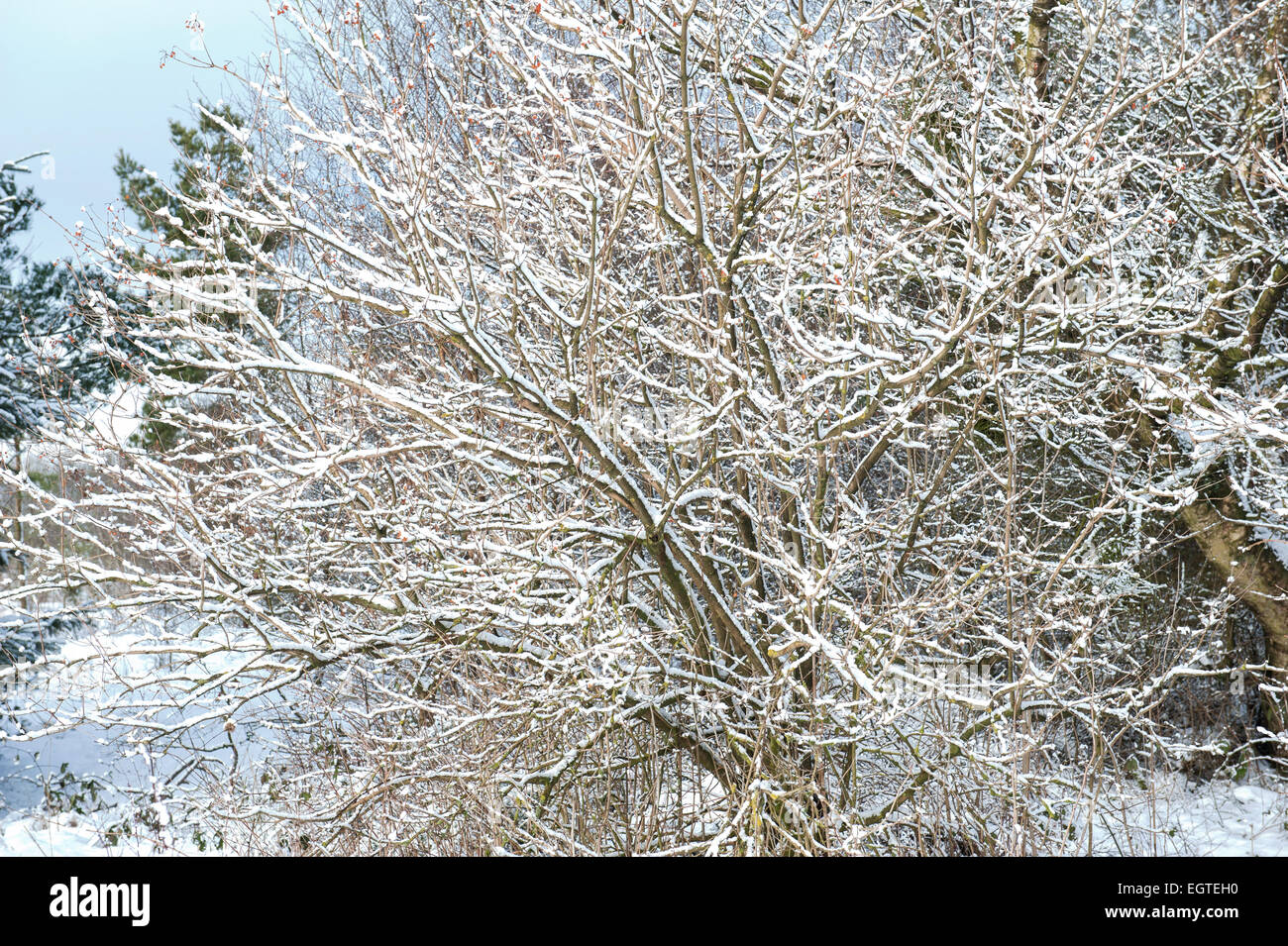 Winter-outdoor-Szene mit Schnee bedeckt Bäume Stockfoto