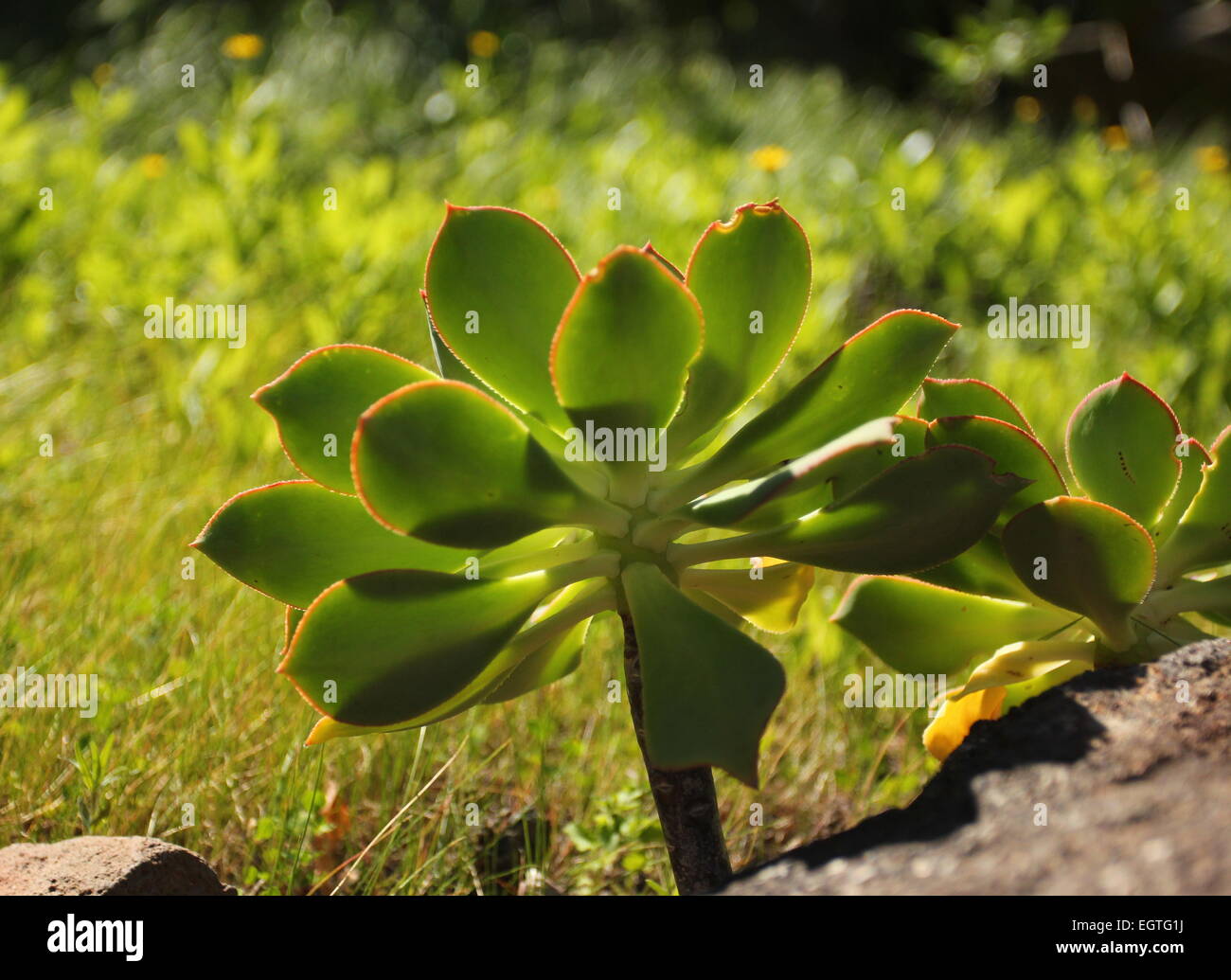 Aeonium Arboreum - Baum Aeonium Teneriffa Stockfoto