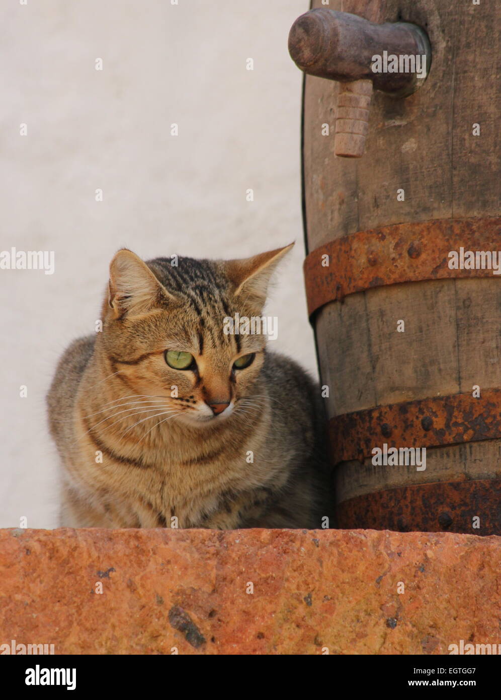 Dorf-Kat. Tabby Katze sitzt vom alten Faß weißen Hintergrund Masca Teneriefe Stockfoto