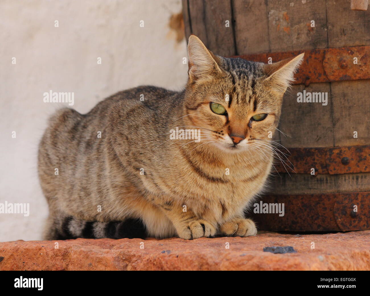 Dorf-Katze-Masca-Teneriffa. Tabby Katze auf Mauer, altes Fass hinter Stockfoto