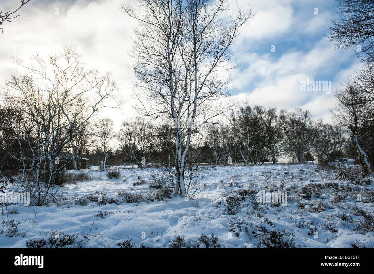 Winter-outdoor-Szene mit Schnee bedeckt Bäume Stockfoto