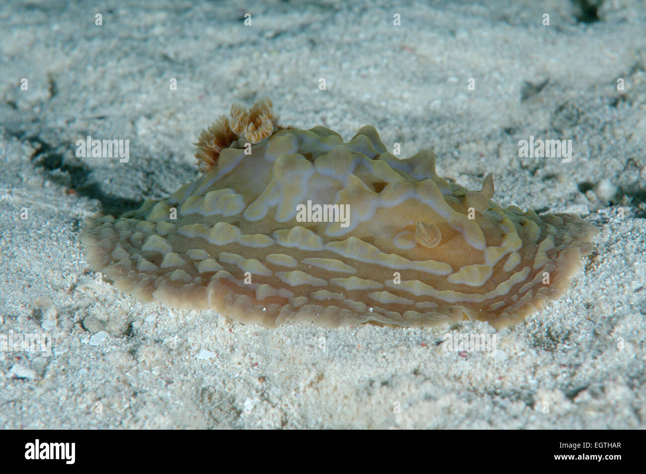 Seeschnecke oder Dorid Nacktschnecken (Asteronotus Cespitosus) Bohol Sea, Cebu, Philippinen, Südostasien Stockfoto