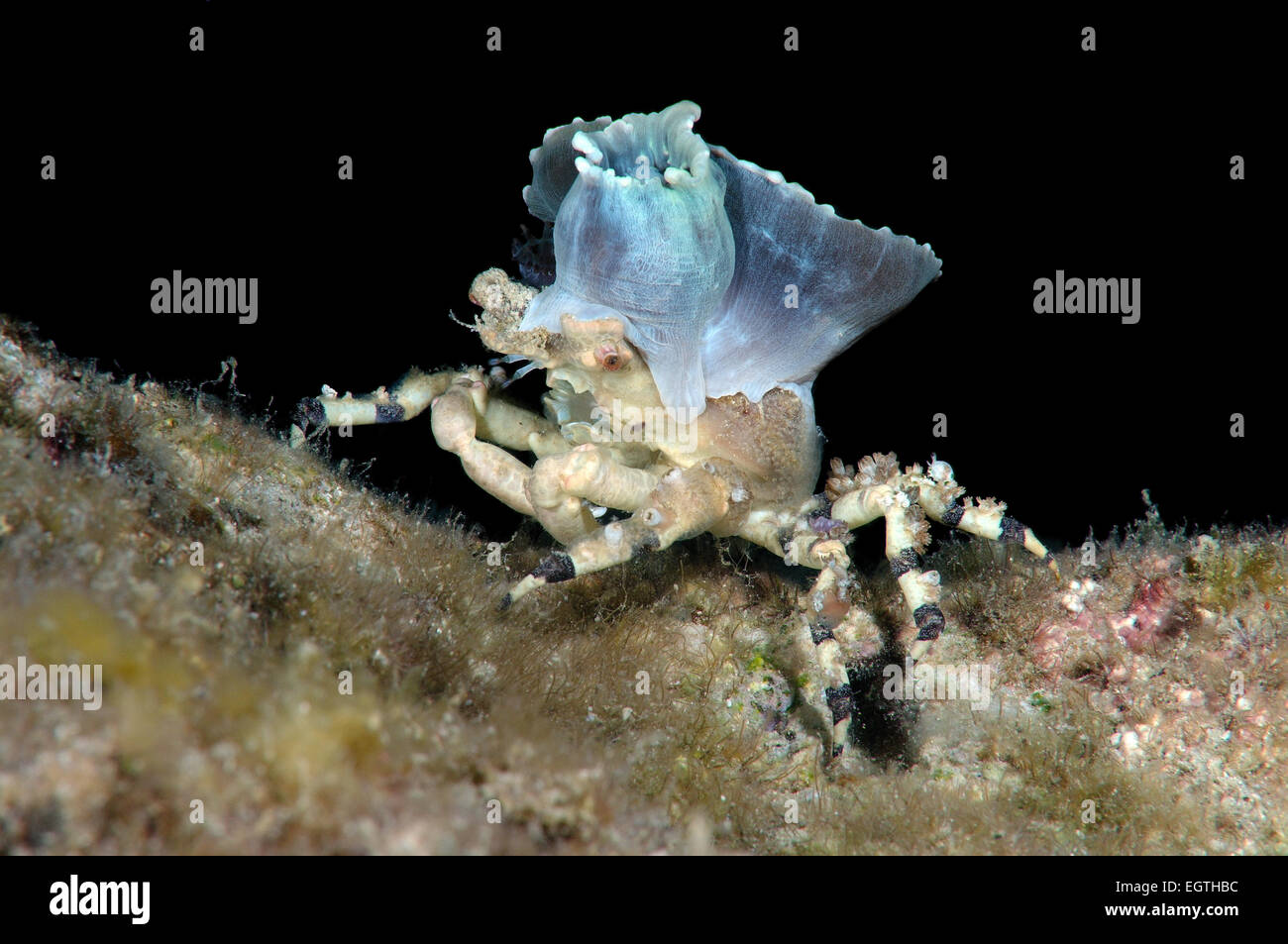Corallimorph Dekorateur Krabbe (Cyclocoeloma Tuberculata) mit Seeanemonen auf der Rückseite. Bohol Sea, Cebu, Philippinen Stockfoto