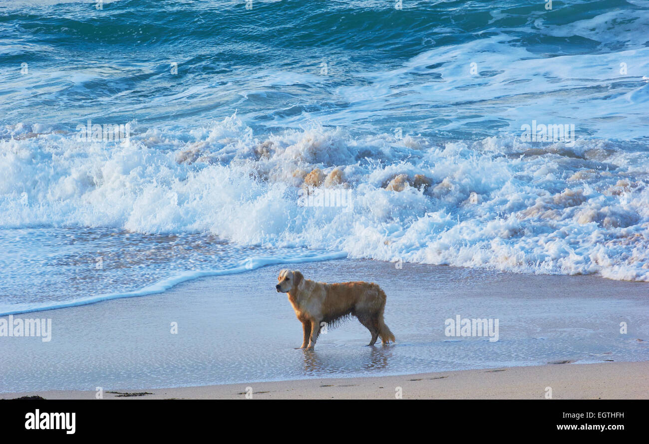 Nassen Golden Retriever Hund am Rand des Atlantischen Ozeans Porthmeor Beach St Ives Cornwall England Europa Stockfoto