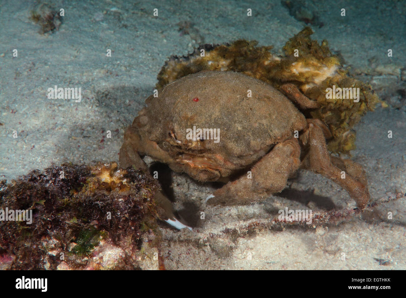 Schwamm tragen Krabbe (Lauridromia Dehaani) Garnelen, Bohol Sea, Philippinen, Südostasien Stockfoto