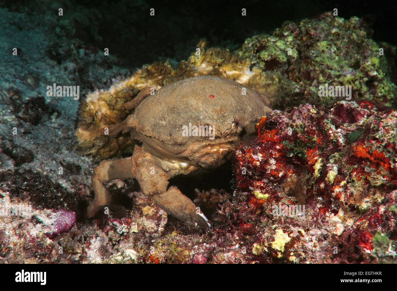 Schwamm tragen Krabbe (Lauridromia Dehaani) Garnelen, Bohol Sea, Philippinen, Südostasien Stockfoto