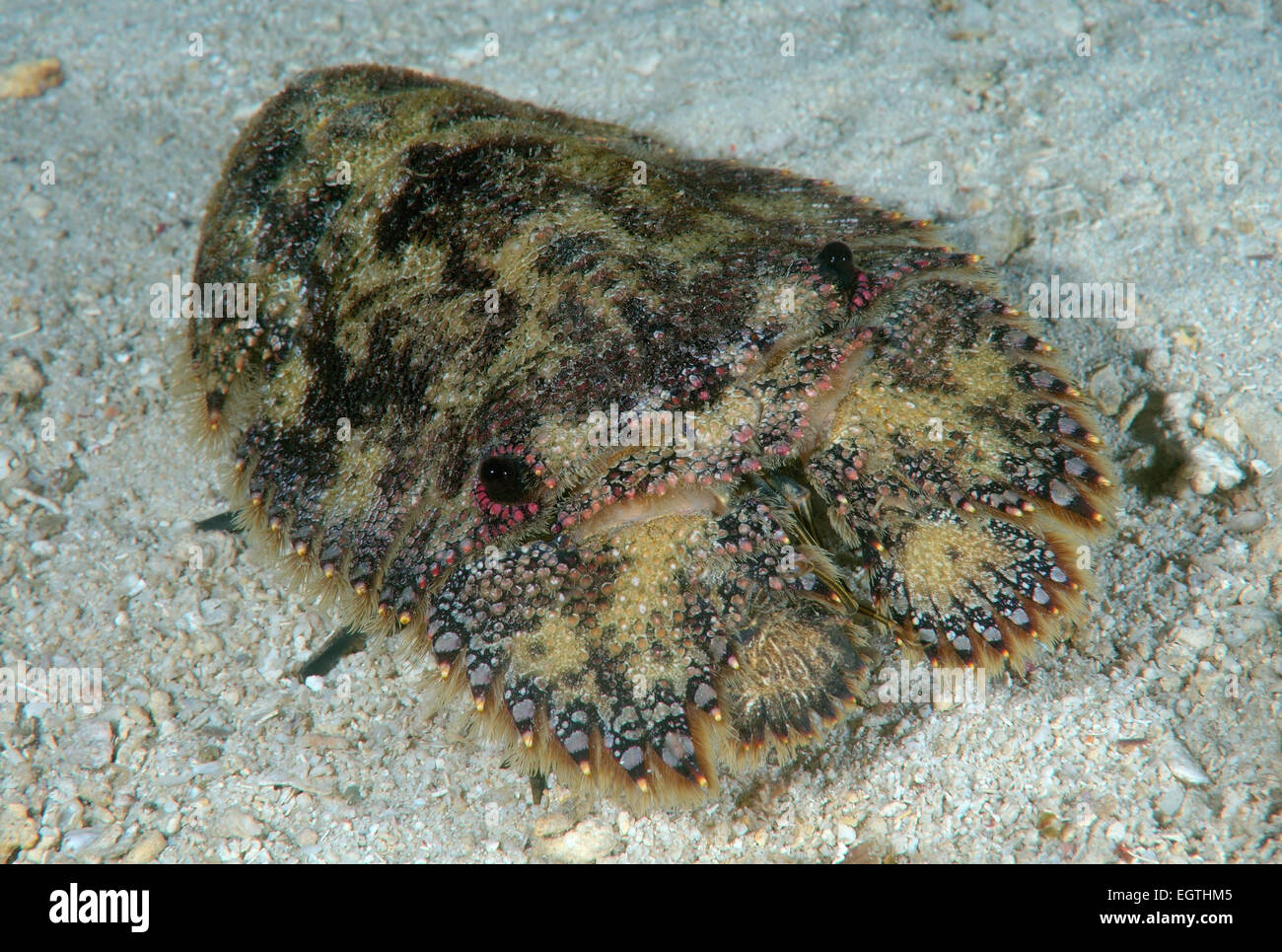 Bärenkrebs oder geschnitzte Fäustling Hummer (Parribacus Antarcticus) Bohol Sea, Philippinen, Südostasien Stockfoto