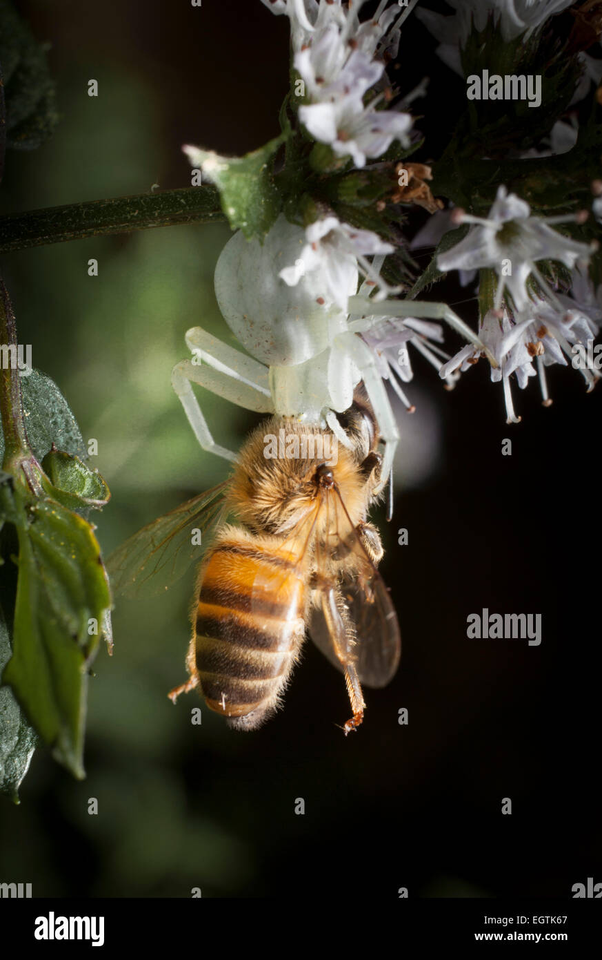 Ein White-Krabbenspinne (Arachnida, Araneae, Thomisidiae), lauern in einer Minze Blüte fängt eine Honigbiene. Stockfoto