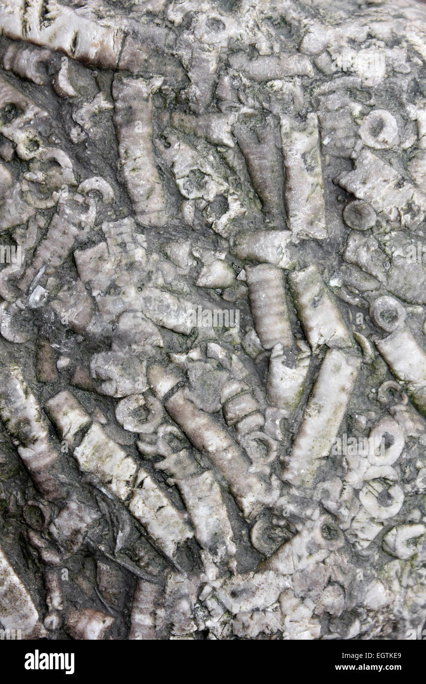 Peitschenkorallen fossile Stämme In A Sea-Verteidigung Buhne Rock in New Brighton, Wirral, UK Stockfoto