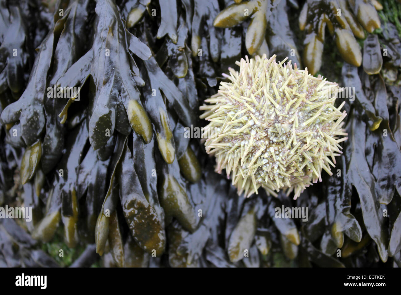 Green Sea Urchin Psammechinus Miliaris auf Spiral Wrack Fucus spiralis Stockfoto