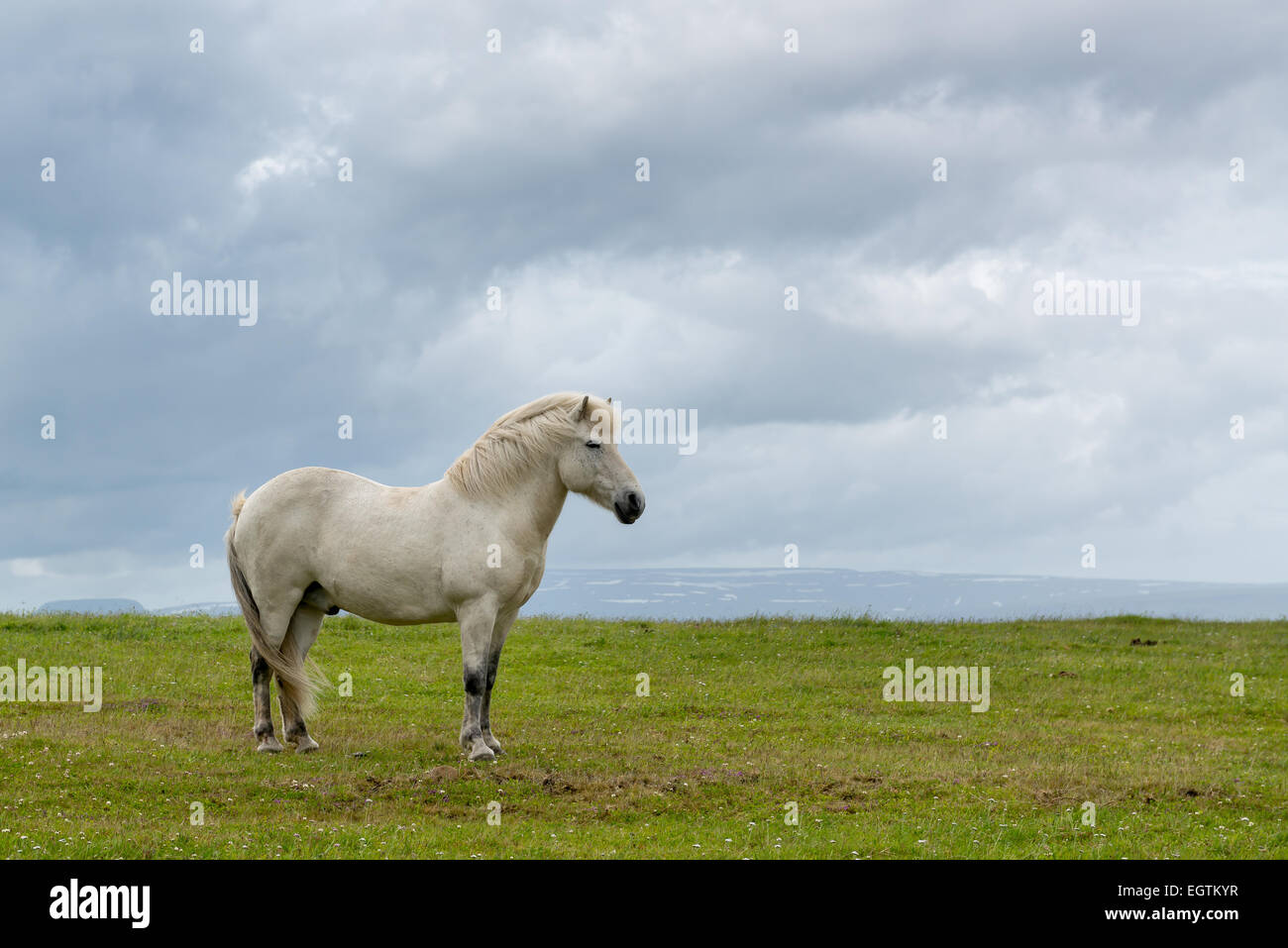 Islandpferd mit dramatischen bedecktem Himmel Stockfoto