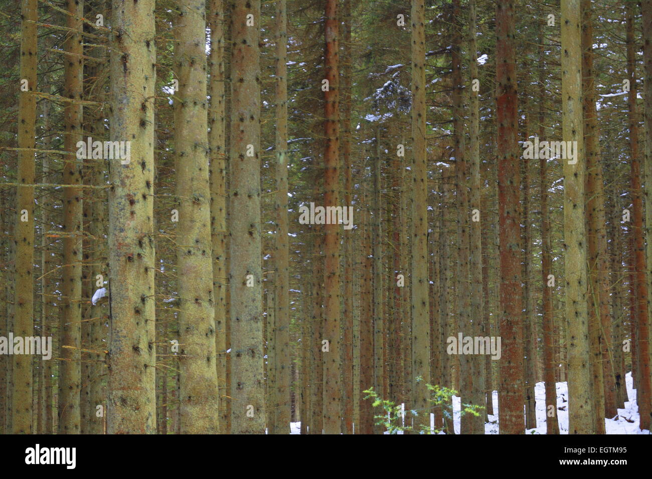 Dicht besiedelte Kiefer Wald, Mid Wales, UK Stockfoto