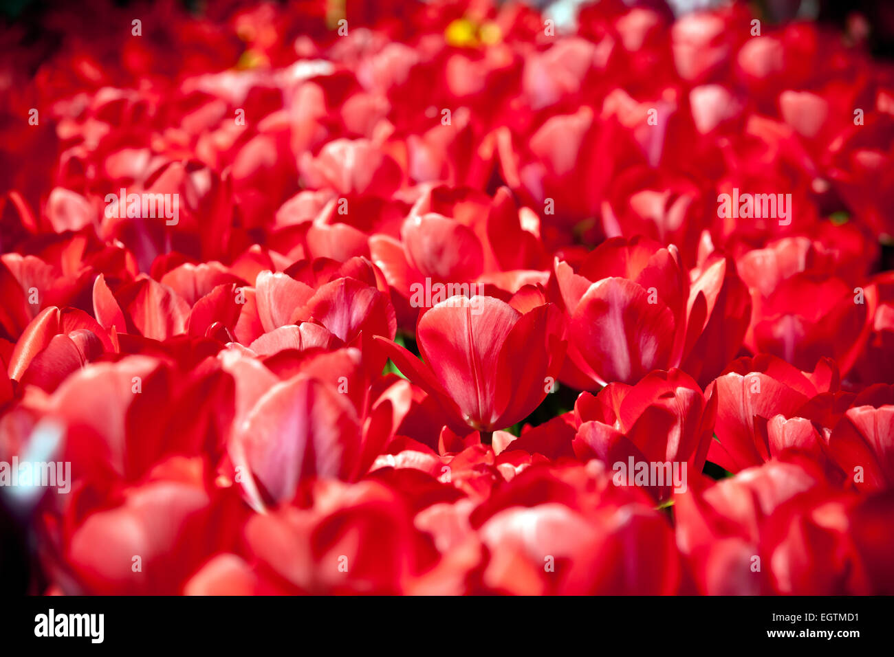 Frühling in Istanbul. Bereich der roten Tulpen Stockfoto