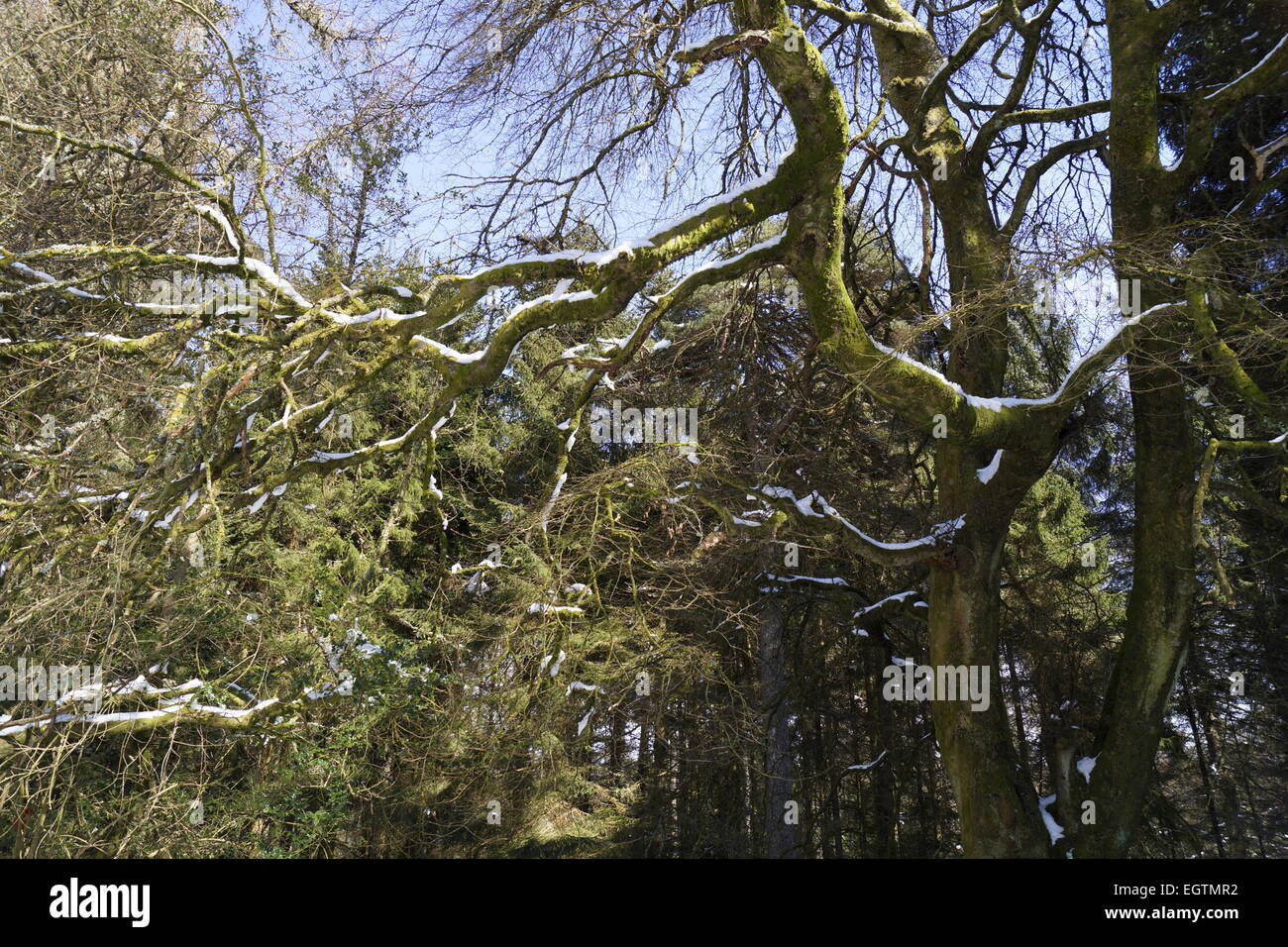 grünes Moos bedeckt verdrehte Äste im Holz, garniert mit Schnee Stockfoto