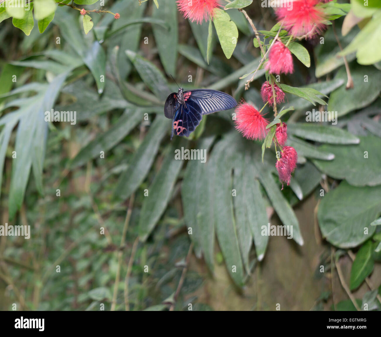 Tropische Butteryfly im Flug Stockfoto
