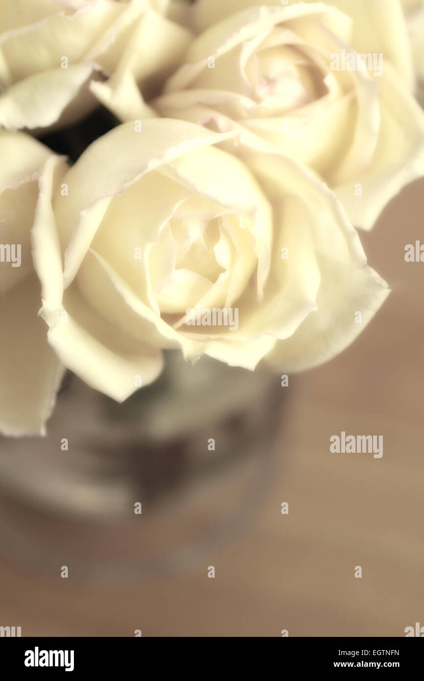 Rosen in Vase in Sepia-Farbton umgewandelt Stockfoto