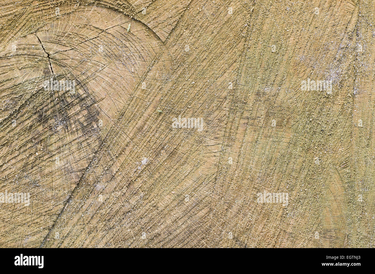 Baum-Stamm aus Holz Hintergrundtextur geschnitten Stockfoto