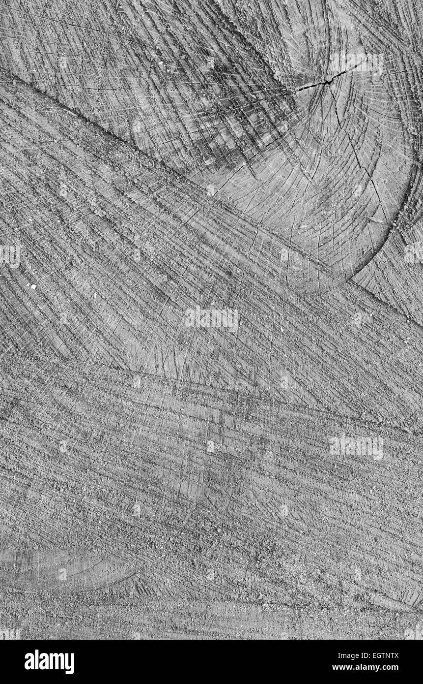 Baum-Stamm aus Holz Hintergrundtextur geschnitten Stockfoto