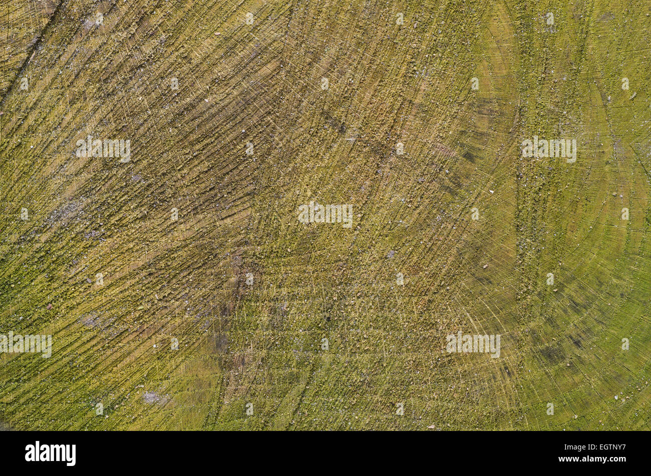 Baum-Stamm aus Holz Hintergrundtextur geschnitten Stockfoto
