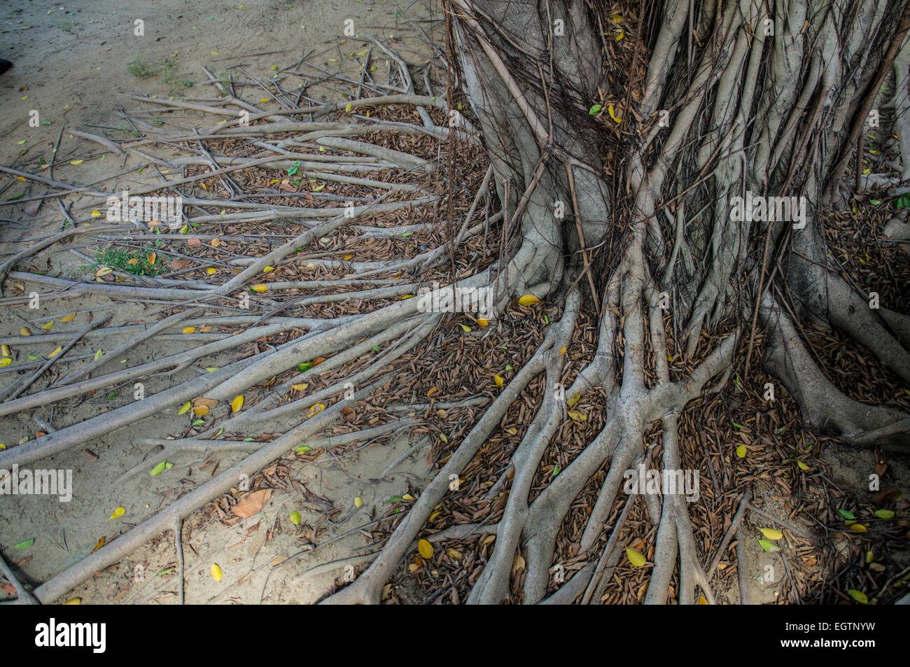 Wurzel grünen alten Alter Zweige unterteilt Erde Stockfoto