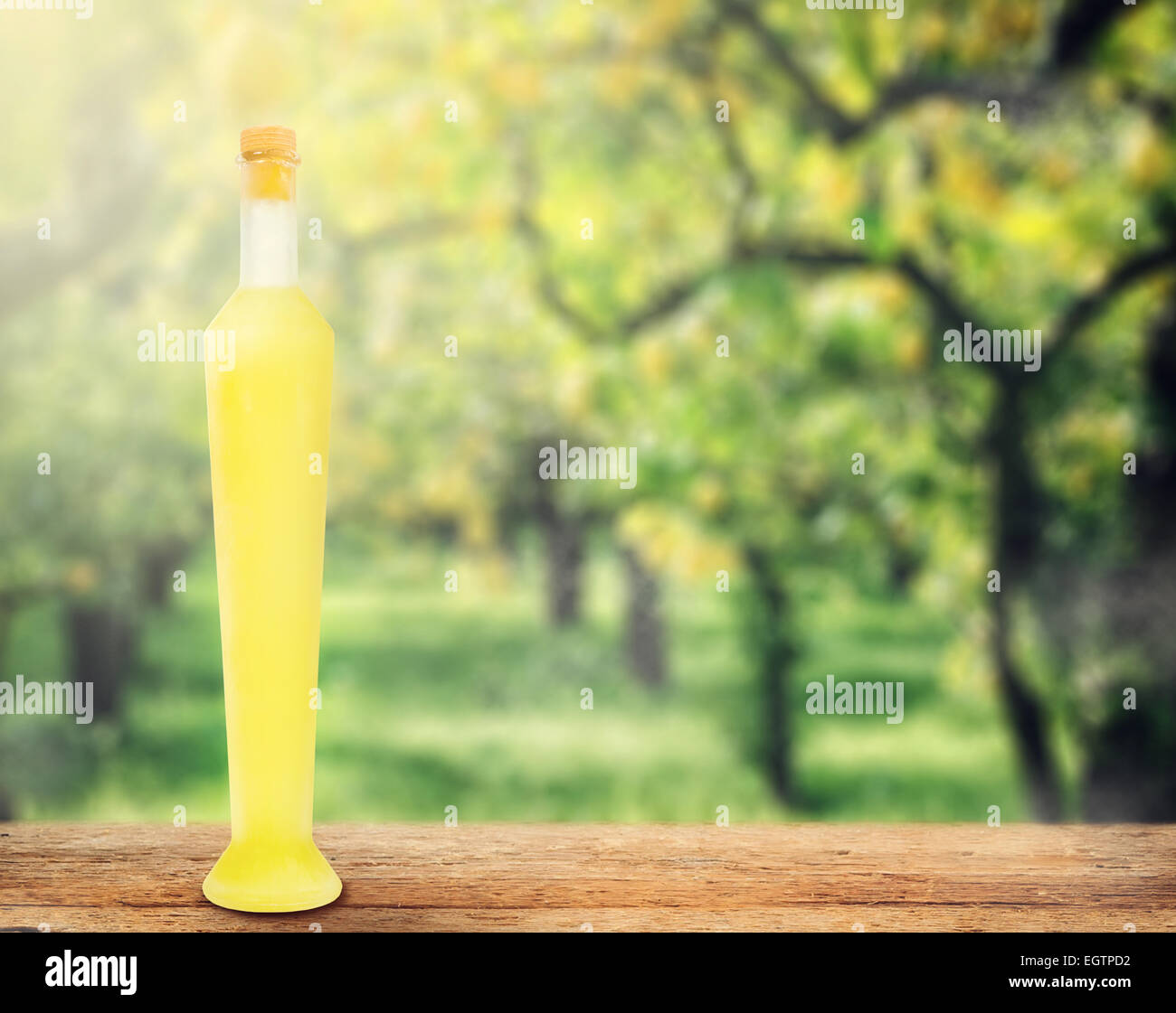 Italienische alkoholisches Getränk, Limoncello auf Holztisch über Zitronenbäume. Stockfoto