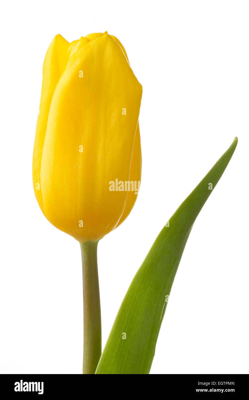 Schöne gelbe Tulpe Blume auf weiß Stockfoto