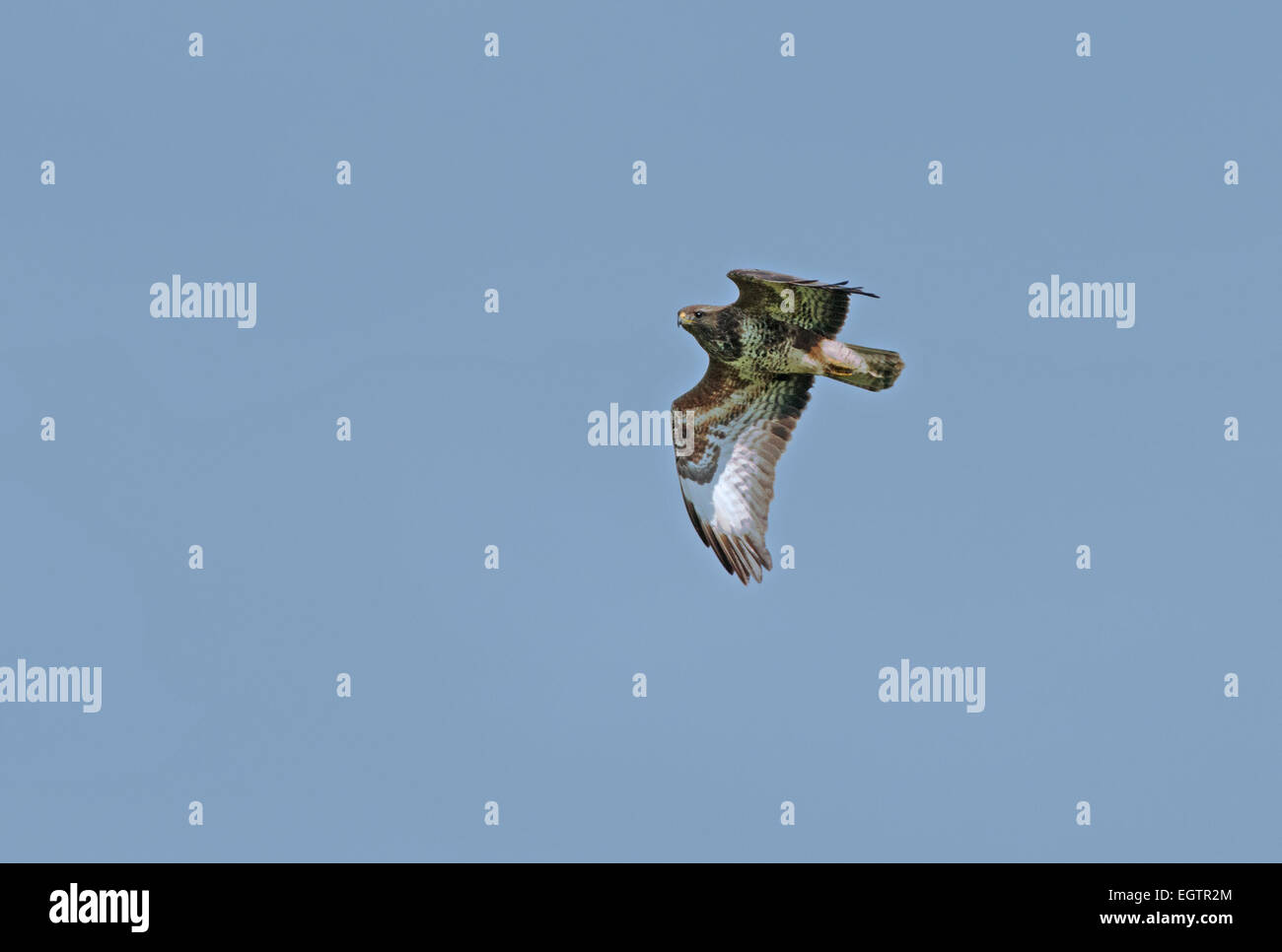 Bussard (Buteo Buteo) im Flug. Frühling. UK Stockfoto