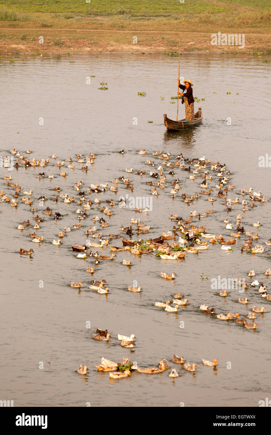 Eine Ente Landwirt hüten ihre Herde von Enten auf Taungthaman See, Mandalay, Myanmar (Burma), Asien Stockfoto