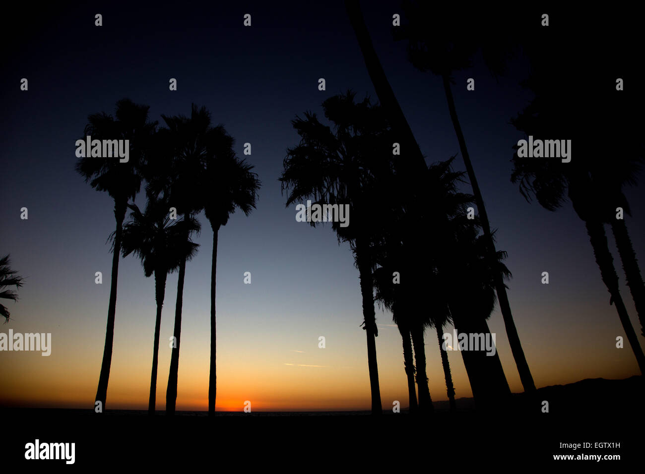 Palmen kurz nach Sonnenuntergang in Venice Beach, Kalifornien Stockfoto