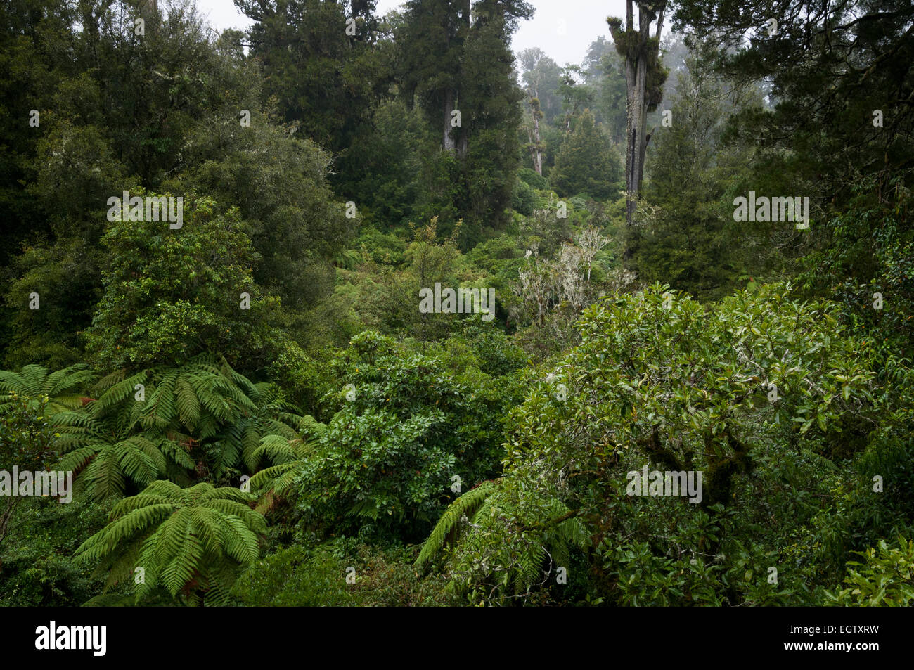 Pureora Wald Park, Manawatu-Wanganui, Nordinsel, Neuseeland. Stockfoto