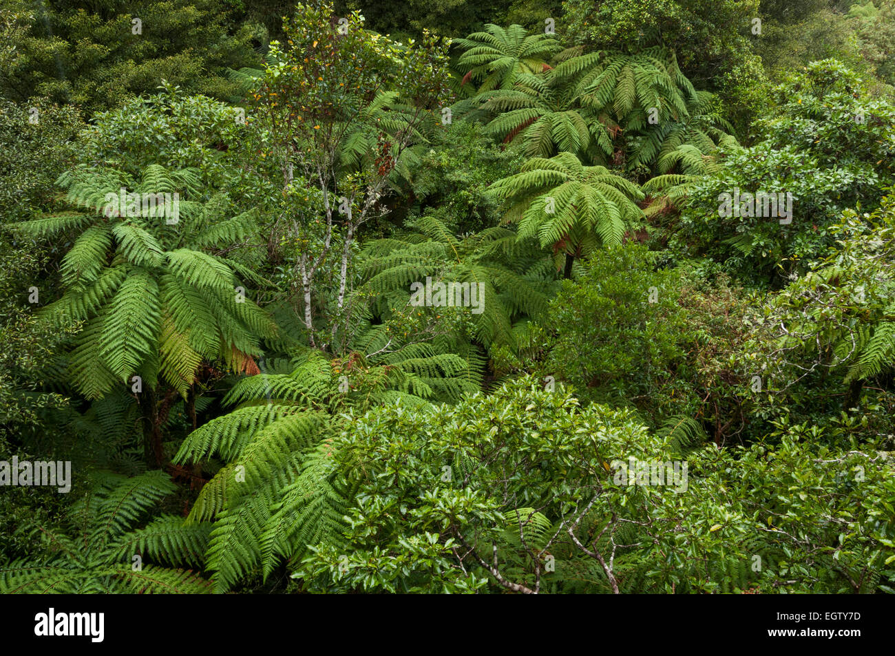 Pureora Wald Park, Manawatu-Wanganui, Nordinsel, Neuseeland. Stockfoto