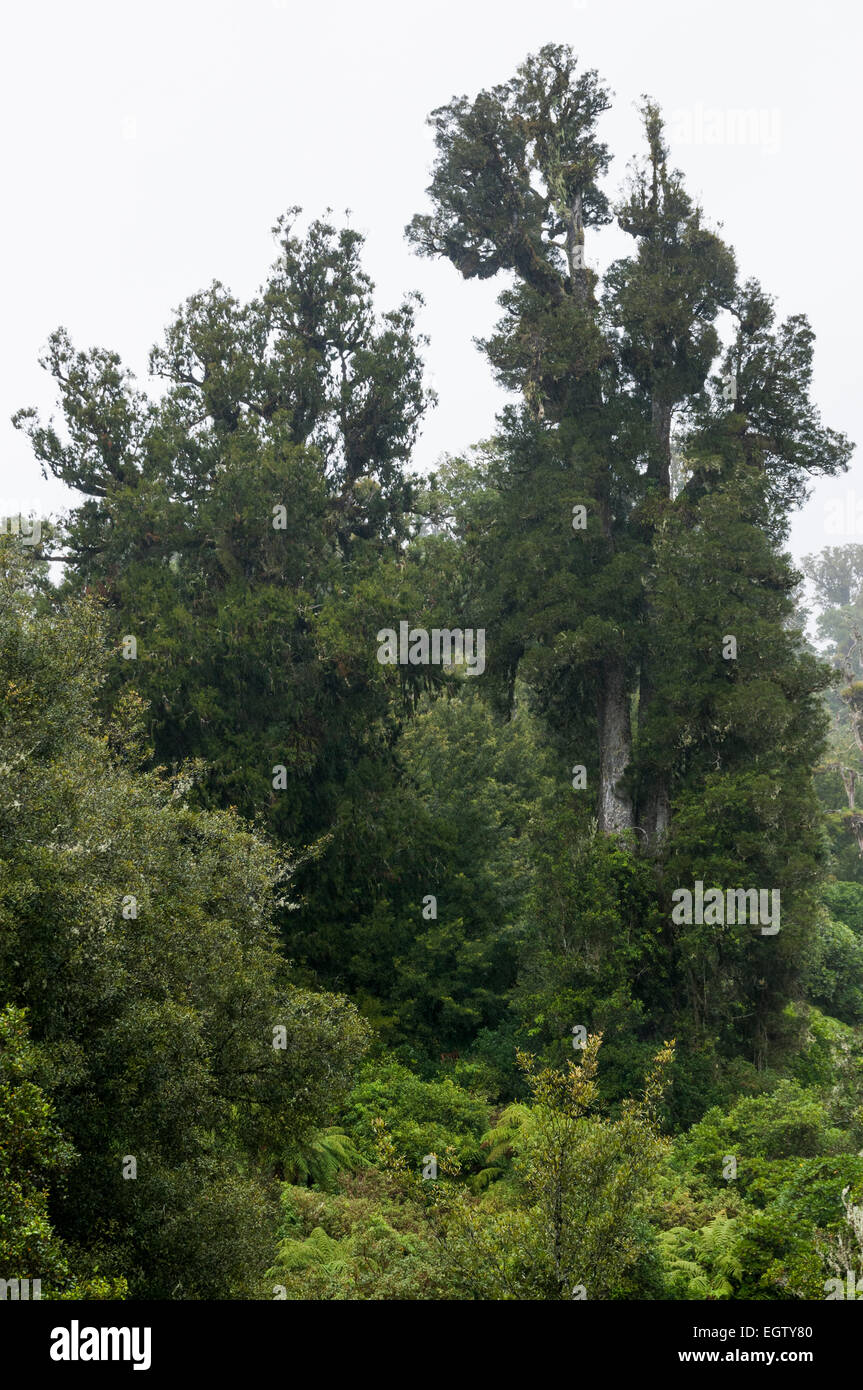 Pureora Wald Park, Manawatu-Wanganui, Nordinsel, Neuseeland. Stockfoto