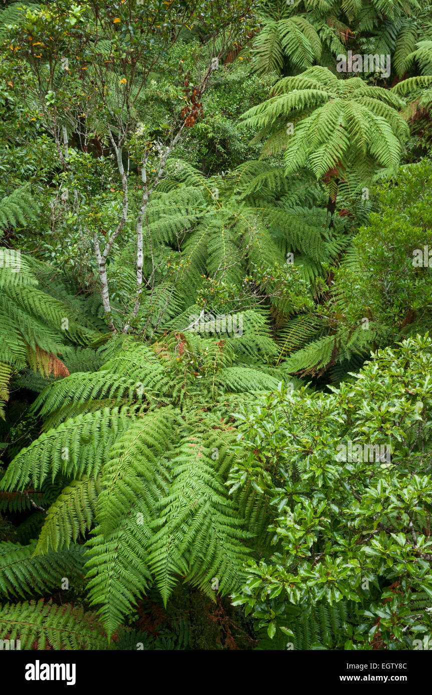 Pureora Wald Park, Manawatu-Wanganui, Nordinsel, Neuseeland. Stockfoto