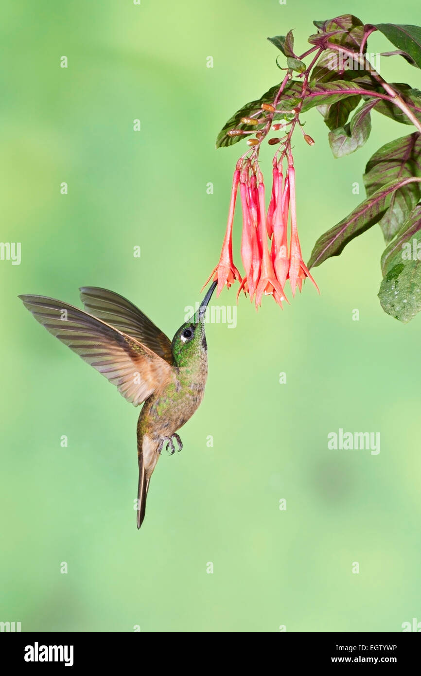 Kitz-breasted brillante Kolibri (Heliodoxa Rubinoides) einzelne Männchen im Flug ernähren sich von Blütennektar im Regenwald Stockfoto