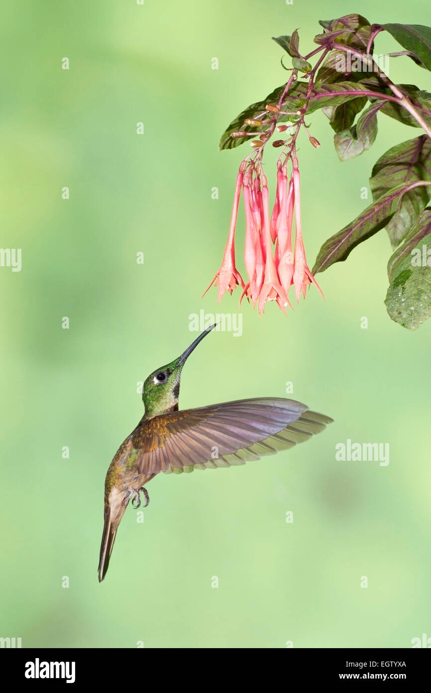 Kitz-breasted brillante Kolibri (Heliodoxa Rubinoides) einzelne Männchen im Flug ernähren sich von Blütennektar im Regenwald Stockfoto