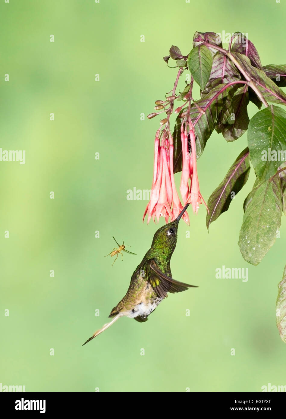 Kitz-breasted brillante Kolibri (Heliodoxa Rubinoides) einzelne Männchen im Flug ernähren sich von Blütennektar im Regenwald Stockfoto