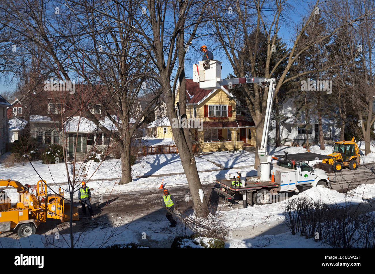 Ein Baum wird abgehauen und in das Dorf von Shorewood, Wisconsin, USA entfernt. Stockfoto