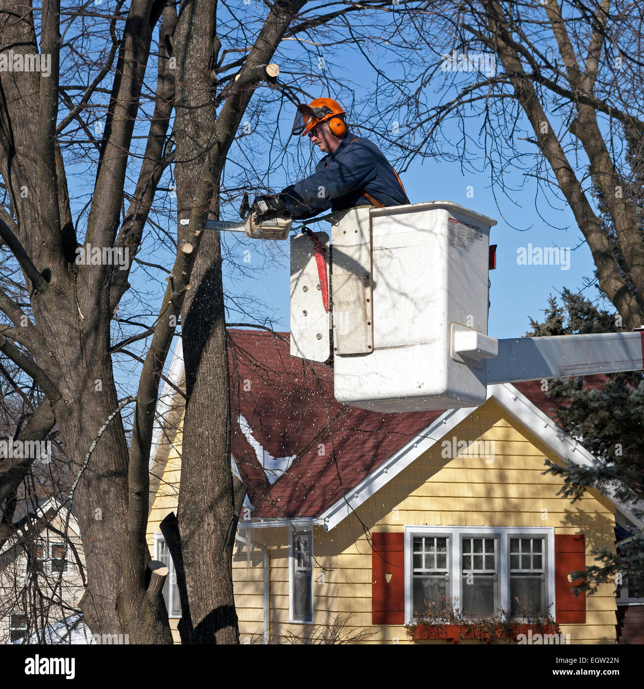 Ein Baum wird abgehauen und in das Dorf von Shorewood, Wisconsin, USA entfernt. Stockfoto