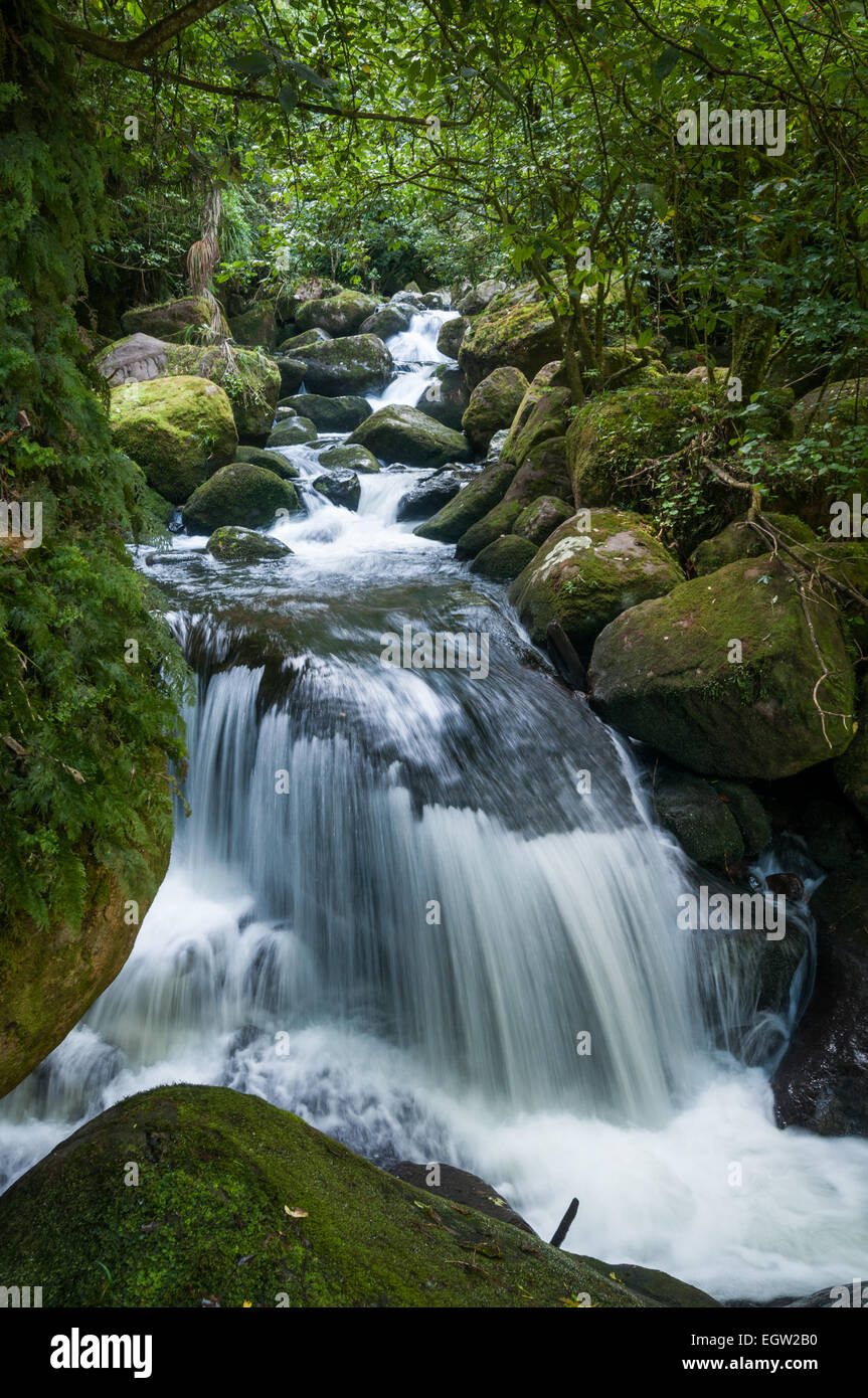 Wairere Falls Track am Wairere Stream, in der Nähe von Matamata, Waikato, Nordinsel, Neuseeland. Stockfoto